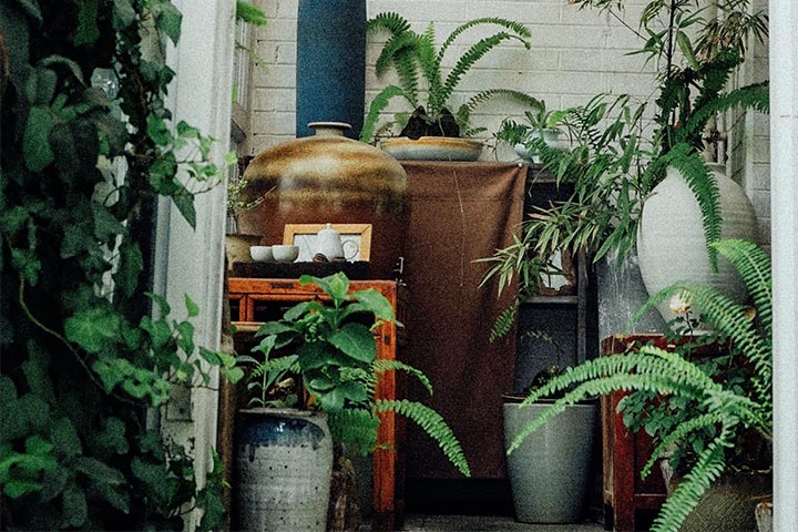 display plants